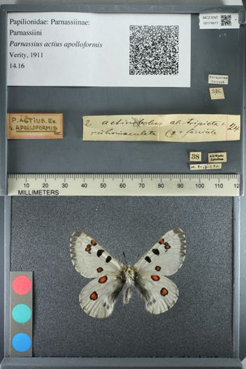 Media type: image;   Entomology 174617
